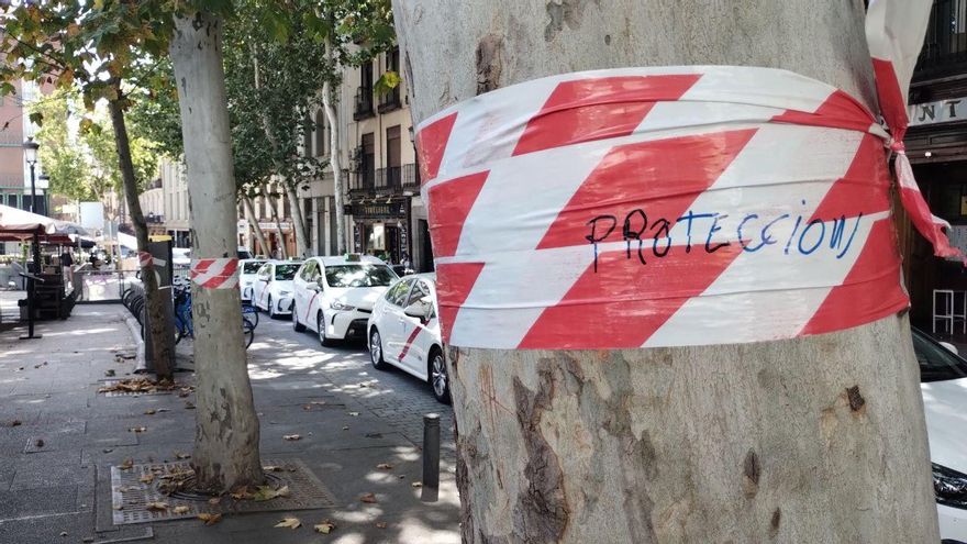 El Ayuntamiento de Madrid no estudió las alternativas para los árboles de Santa Ana: decidirá las talas al arrancar las obras