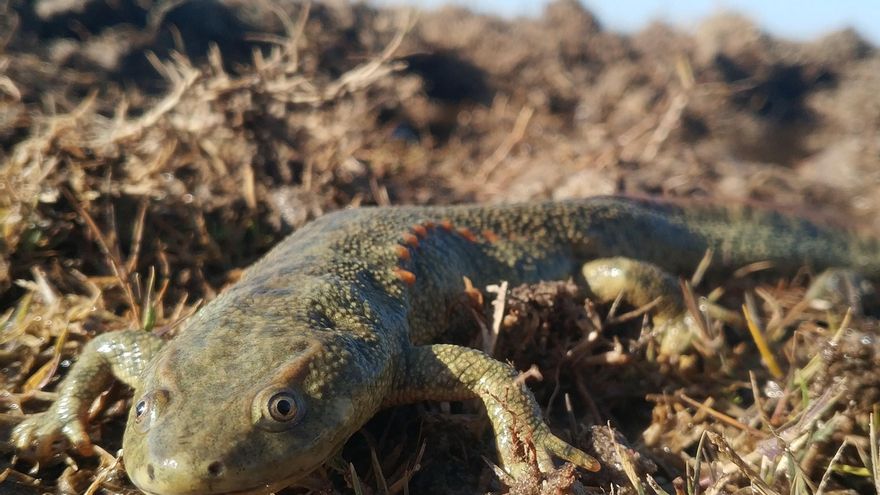 La sequía provoca que en Doñana haya 20 veces menos anfibios que hace un año