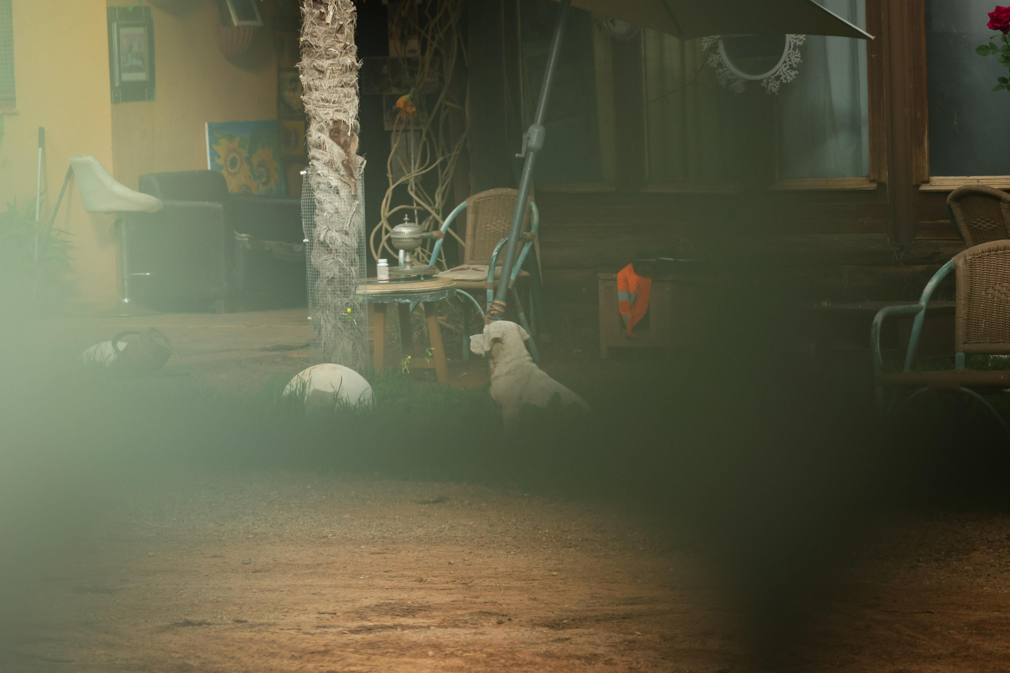 Algunos de los perros bajo la titularidad del explotador del centro y cedidos al Ayuntamiento de Sant Joan que permanecen en el recinto