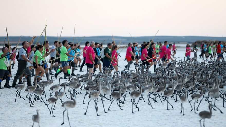 Los pollos son conducidos por los voluntarios hasta el capturadero en el que serán anillados.