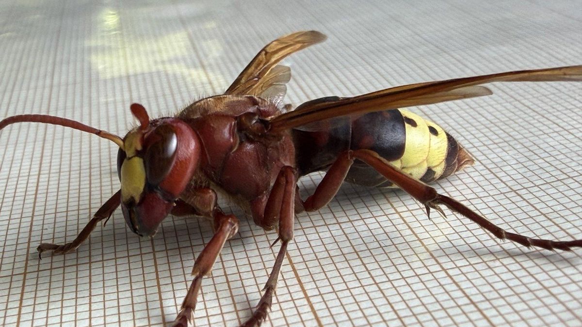 Un avispón oriental.