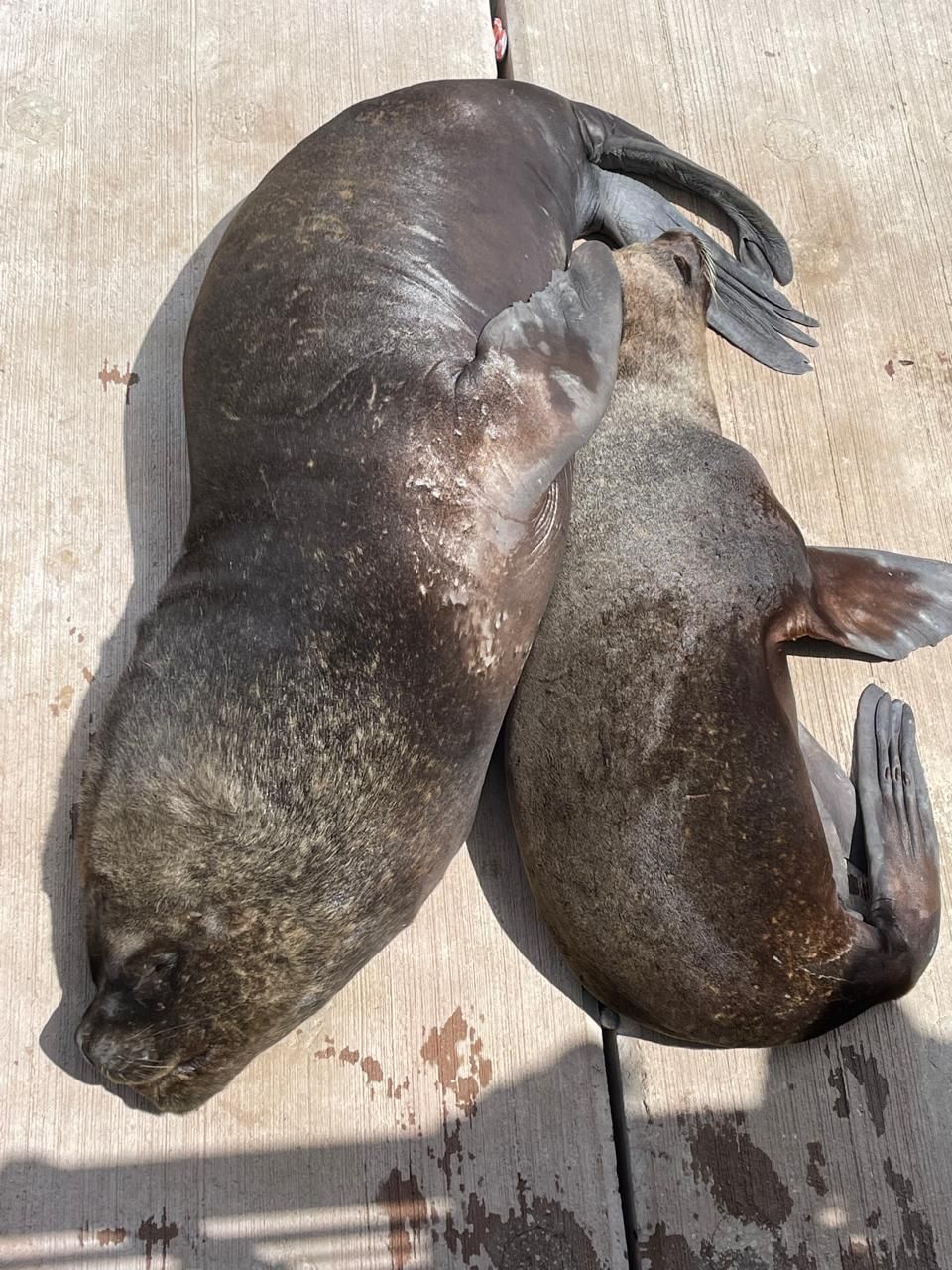 Una hembra y su cría en la Feria Fluvial de Valdivia. Foto: cortesía Rodrigo Hucke