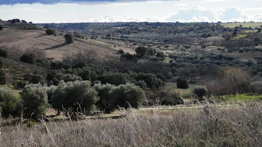 "Progreso" pero sin quitar "encinas u olivares": reacción del alcalde de Méntrida a las críticas vecinales a dos proyectos fotovoltaicos