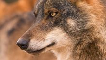 El lobo ibérico ya es legalmente una especie en peligro de extinción en Andalucía