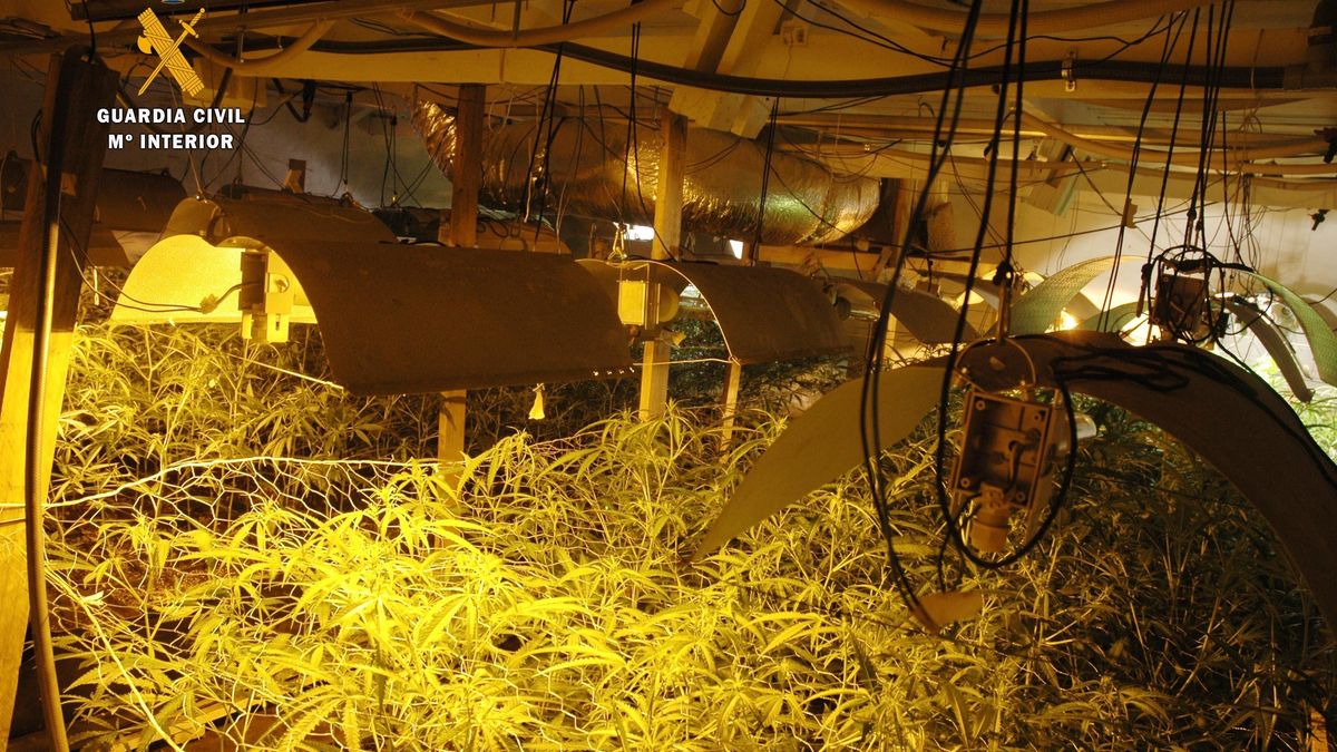 Archivo - Plantación de marihuana en San Pedro del Romeral