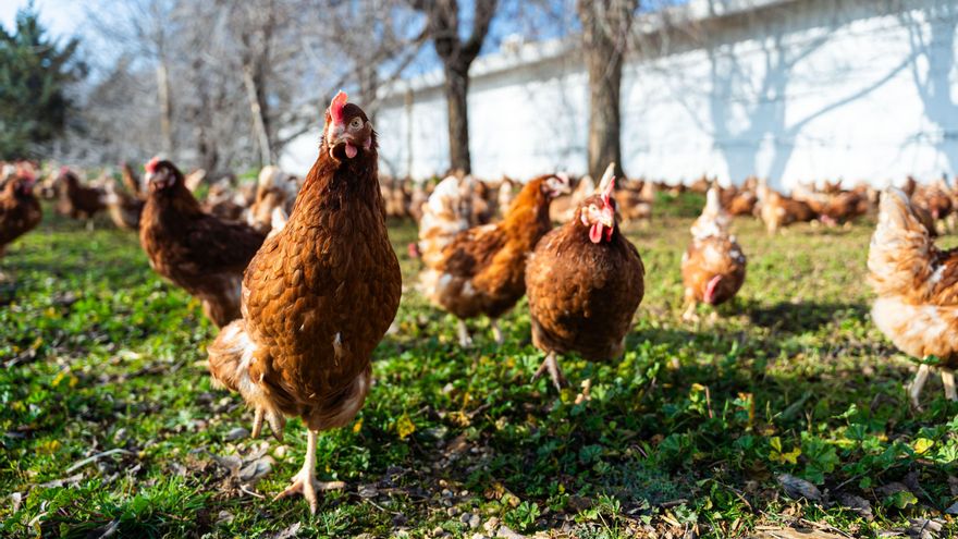 El Gobierno prohíbe las gallinas y aves de corral al aire libre por el aumento de riesgo de gripe aviar