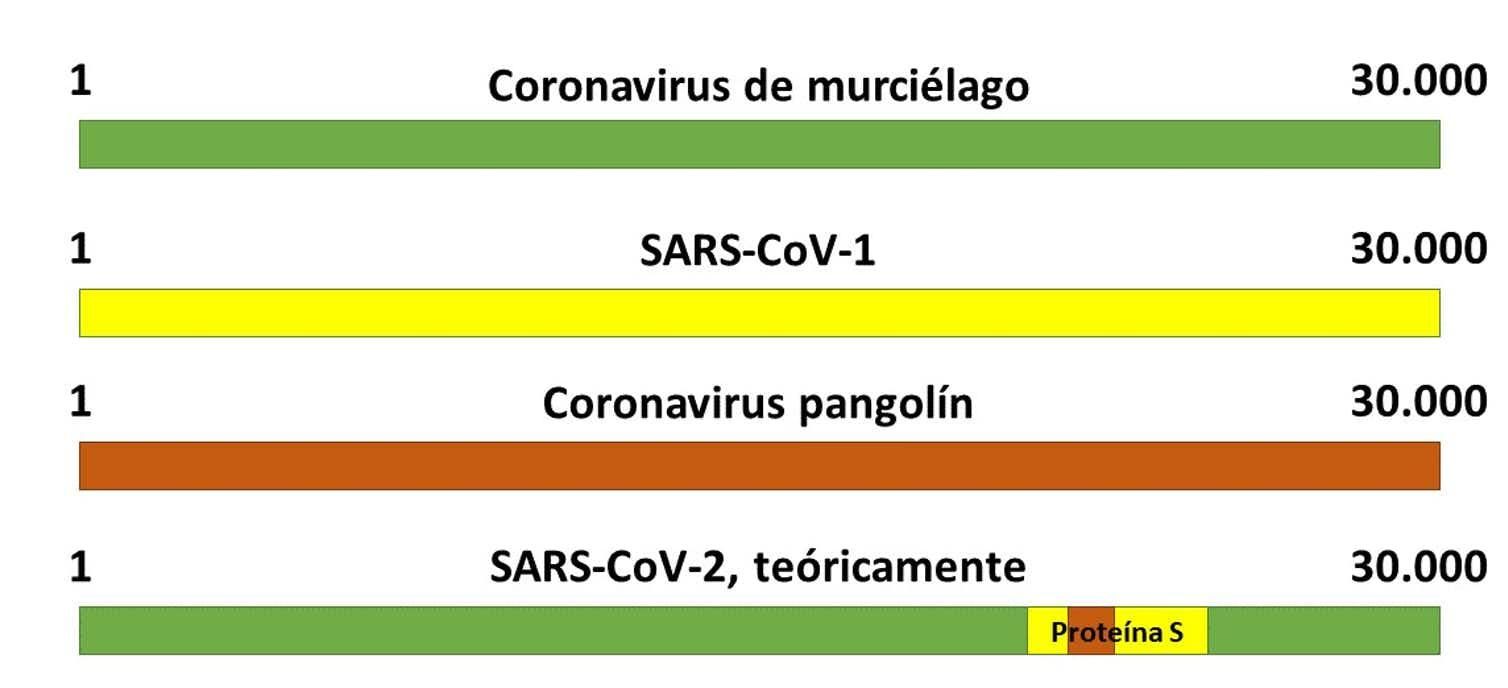 Teoría del origen del SARS-CoV-2 como virus quimérico. Elaboración propia.