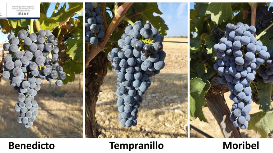 Preparando el futuro: alternativas a la uva tempranillo para mantener la calidad del vino frente al cambio climático