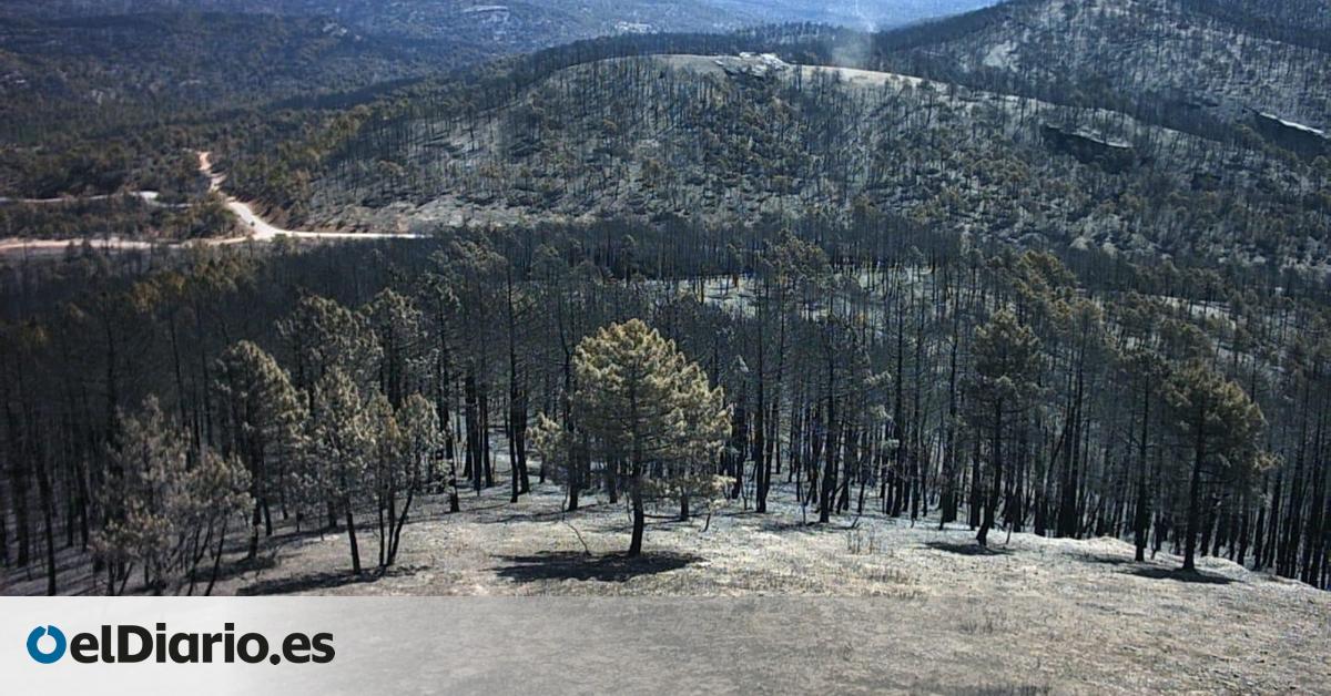 La Riba de Saelices: 20 años del megaincendio que obligó a cambiar la gestión forestal en España
