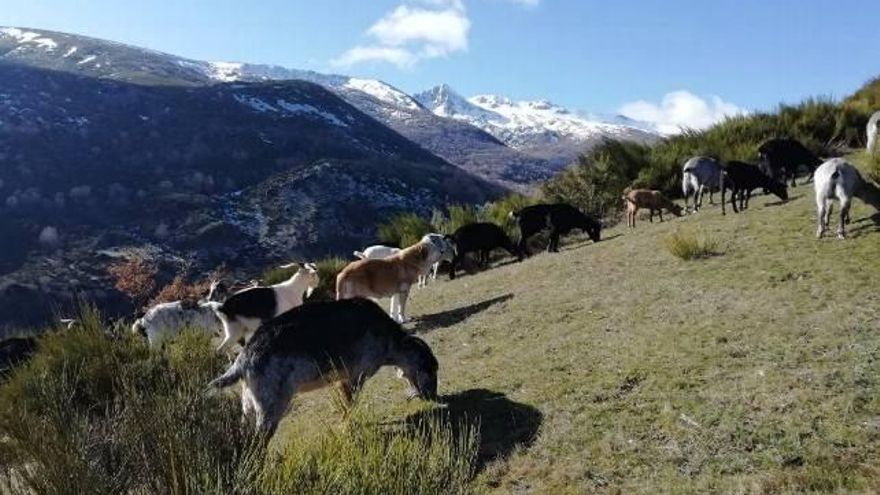 Imagen del rebaño de cabras de Ángel Santamarta.