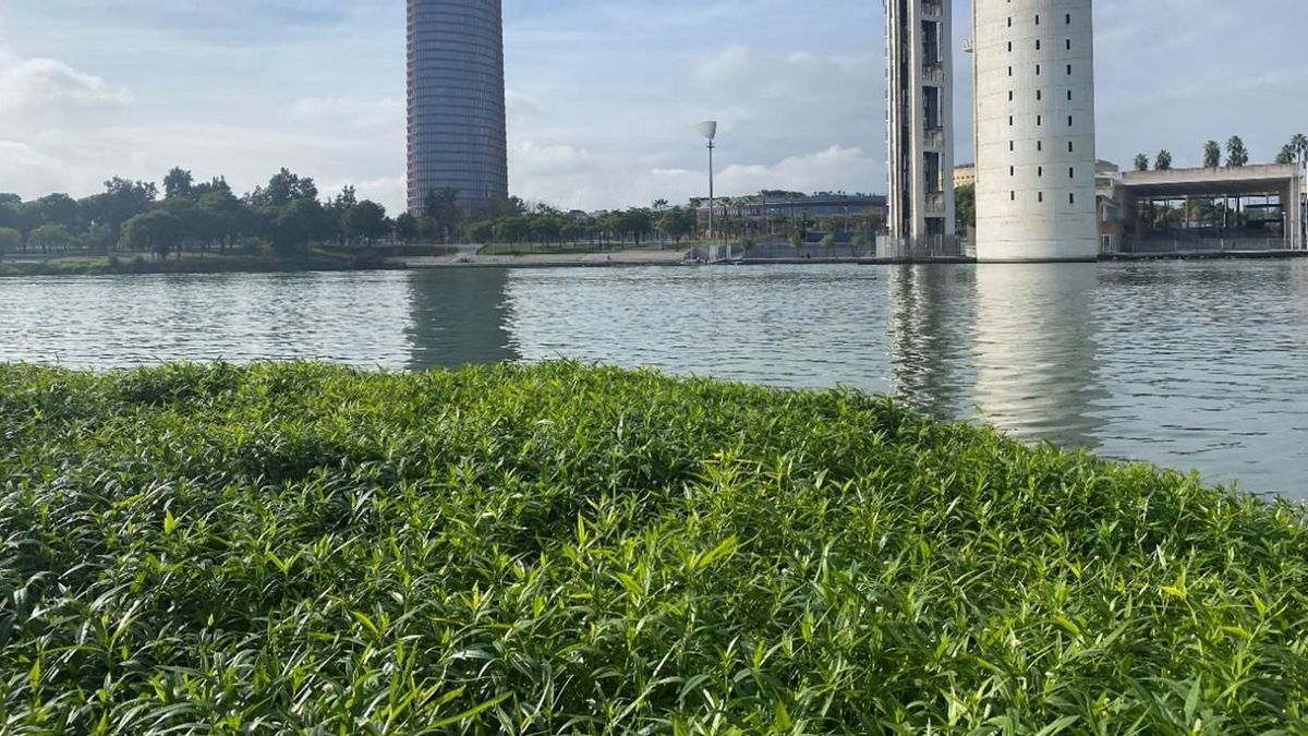 Lagunilla, la planta invasora que pone en alerta al Guadalquivir