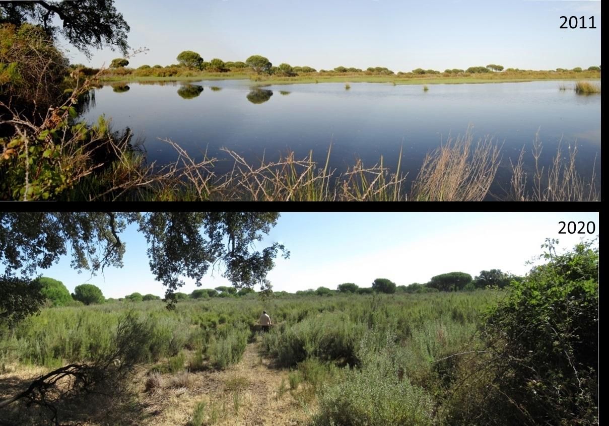 Una laguna temporal de Doñana en 2011 y desaparecida en 2020. El CSIC ha alertado de que Doñana está en estado crítico, ya que más de la mitad de sus lagunas han desaparecido.