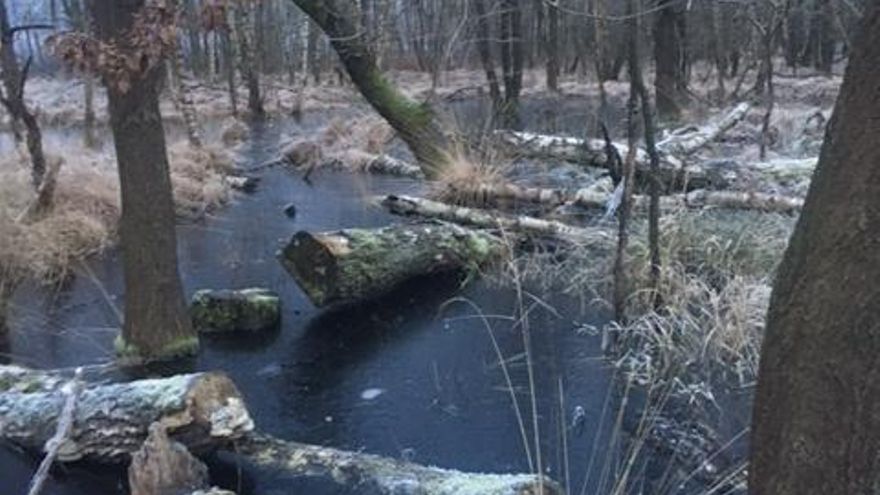 Troncos de árbol en el agua helada