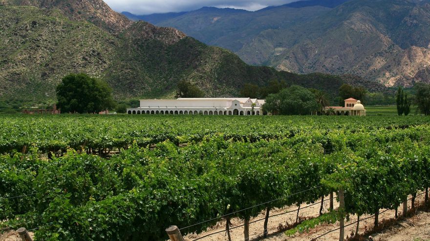 Viñas al pie de los cerros en las inmediaciones de Cafayate.