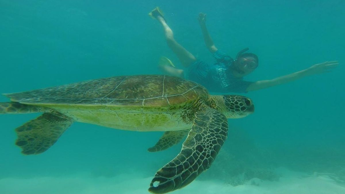 Els esculls són un dels ecosistemes més valuosos i biològicament diversos del planeta.