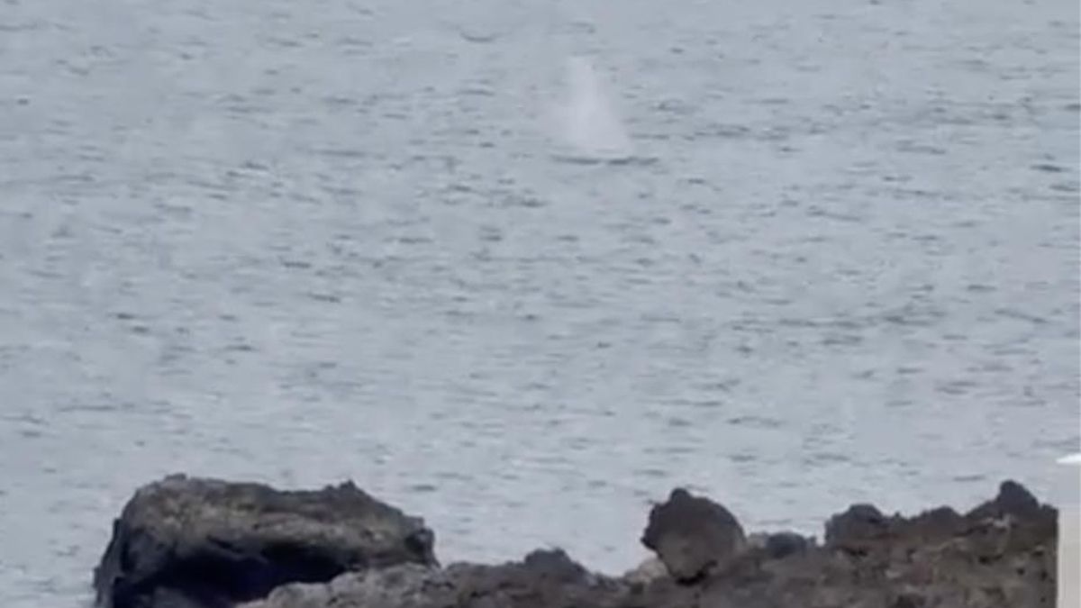 Una ballena se ‘asoma’ a la costa de Los Cancajos y el expulsa un pequeño soplo