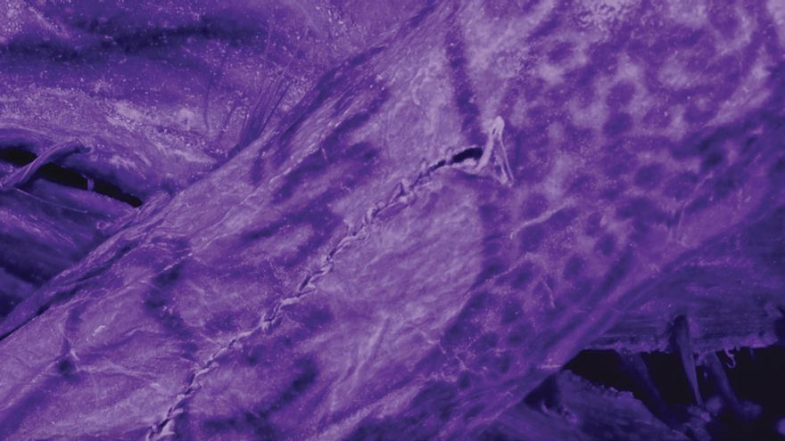 Así eran los tatuajes de hace 2.400 años: la ciencia reconstruye el arte corporal de la cultura pazyryk