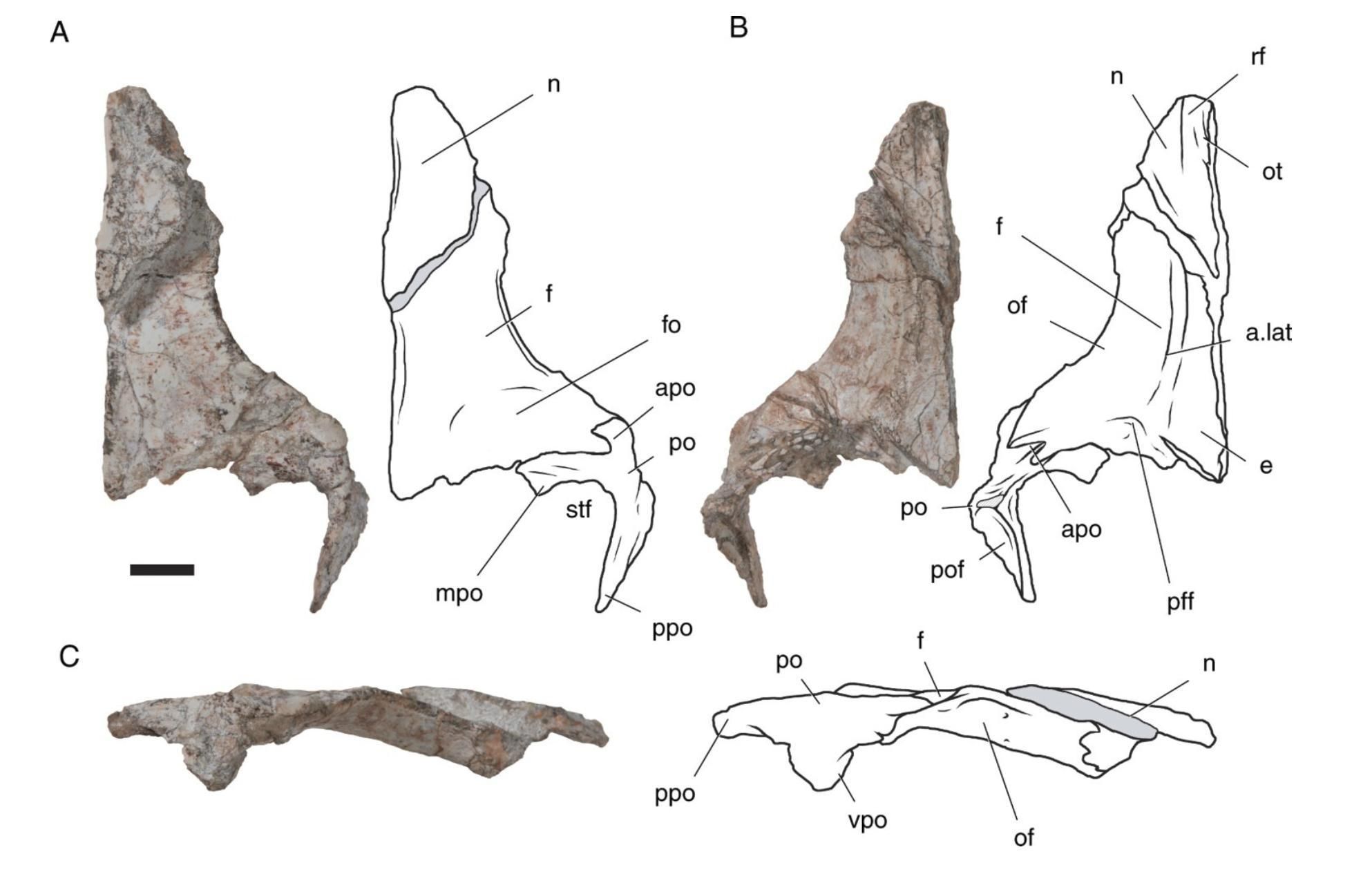 Investigadores explican que el parecido surge por desarrollo paralelo