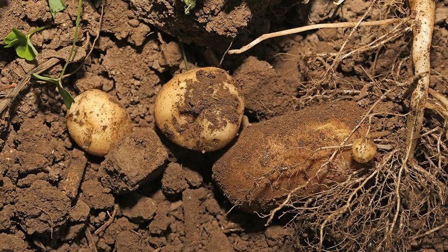 Productores canarios advierten de un desabastecimiento de papa de semilla