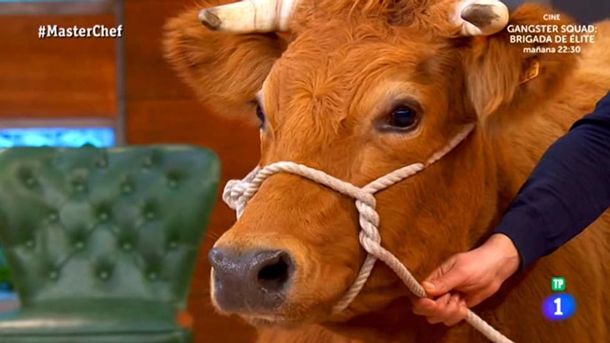 La vaca Patricia en MasterChef