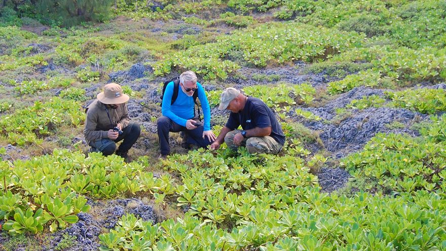James Manglona muestra a los científicos la planta 'Nesogenes rotensis', una especie única de esta isla que está al borde de la desaparición.