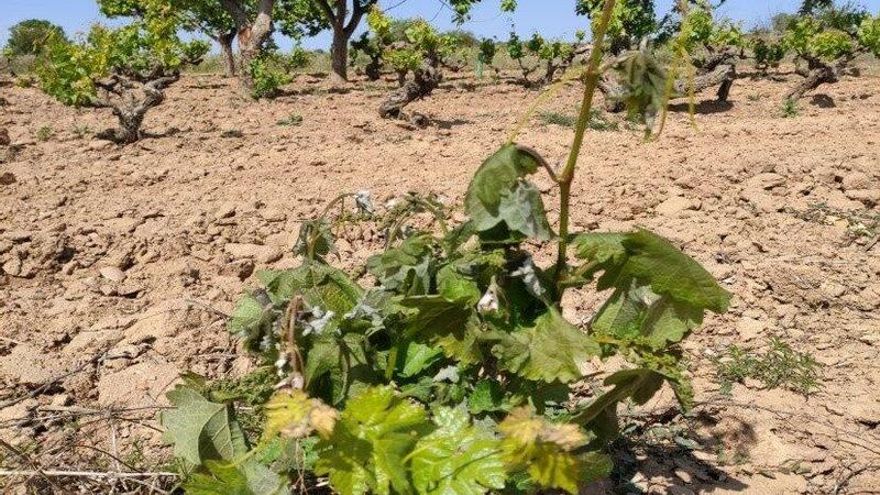 Las bajas temperaturas de la primavera dejan 13.000 hectáreas dañadas, la mayor parte de viñedo, en Castilla-La Mancha