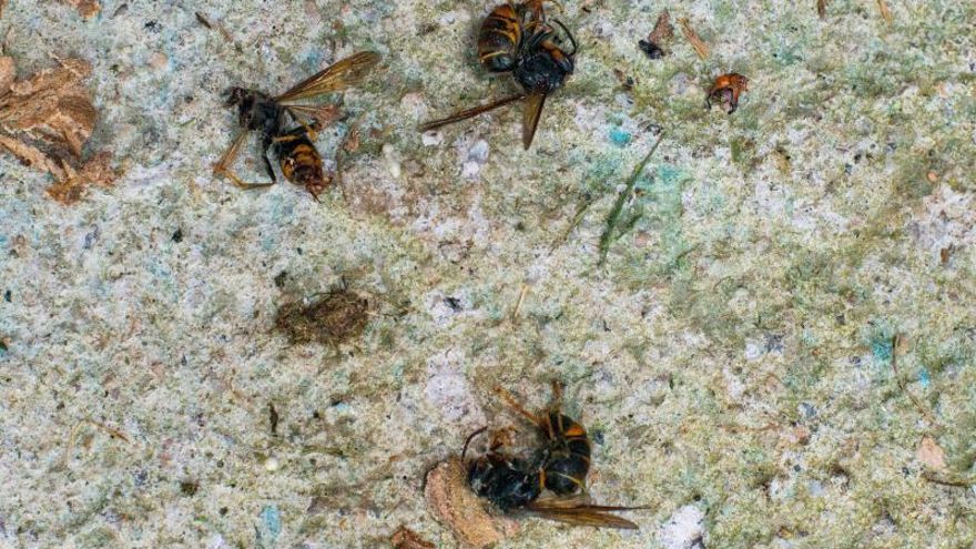 Tres avispas velutinas muertas.