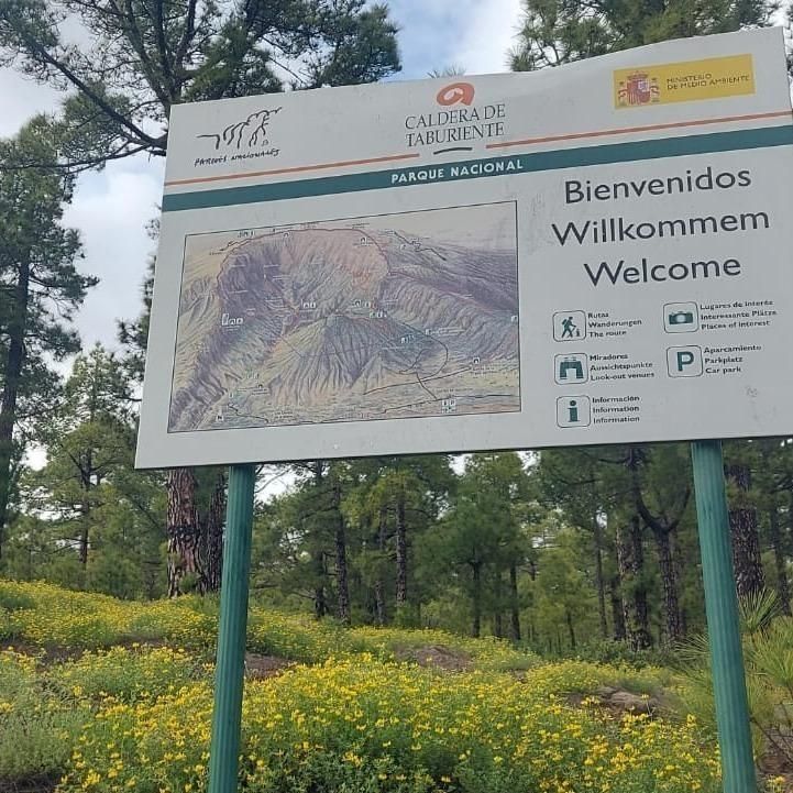 La Caldera de Taburiente, esta primavera, está disfrutando de una floración intensa en algunas especies, favorecidas por las lluvias.
