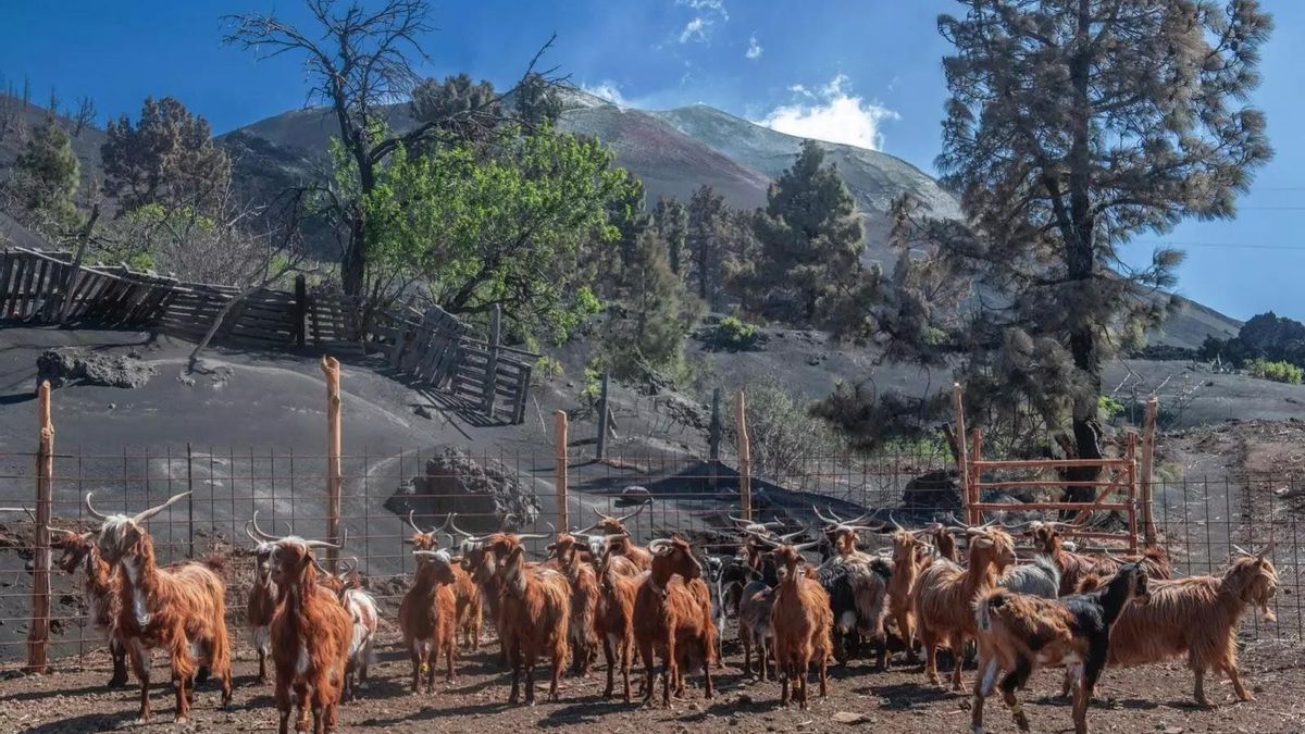 Las cabras canarias actuales son genéticamente iguales a las que trajeron los aborígenes