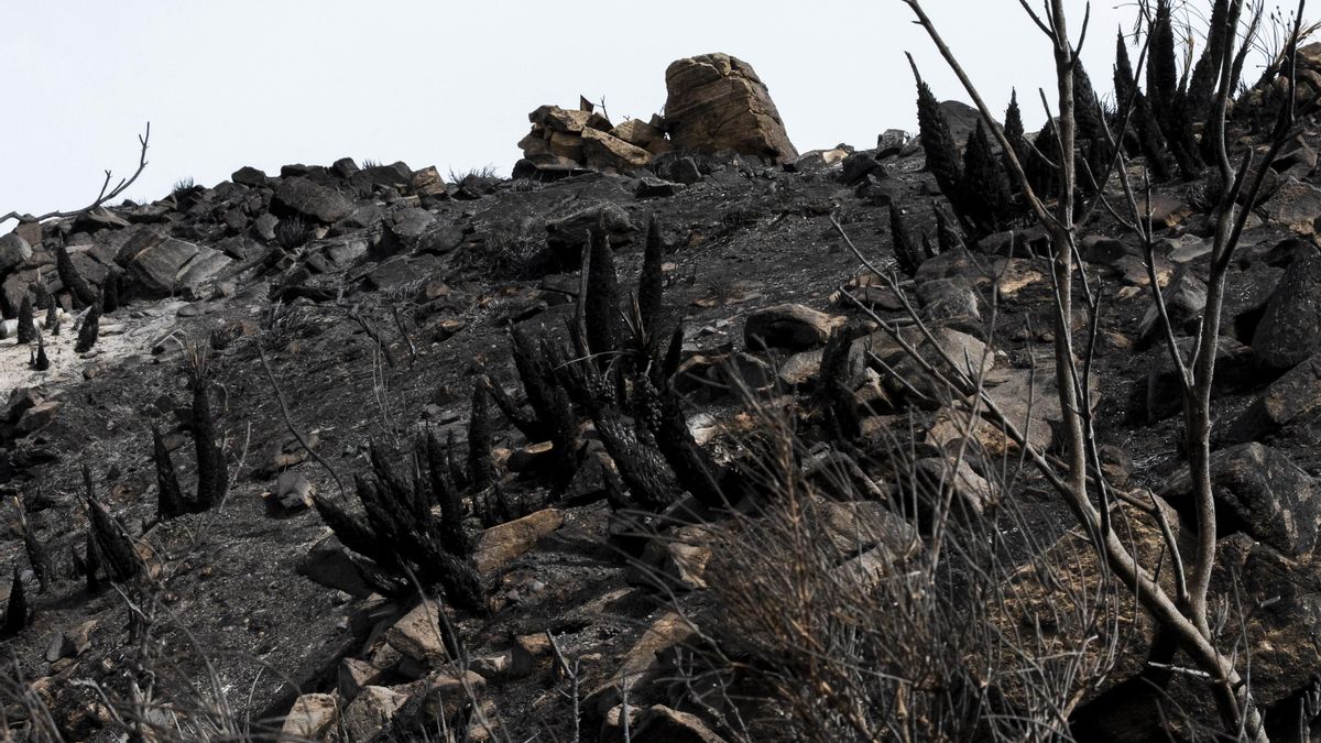 Zonas afectadas por el incendio forestal de Los Gallardos (Almería).