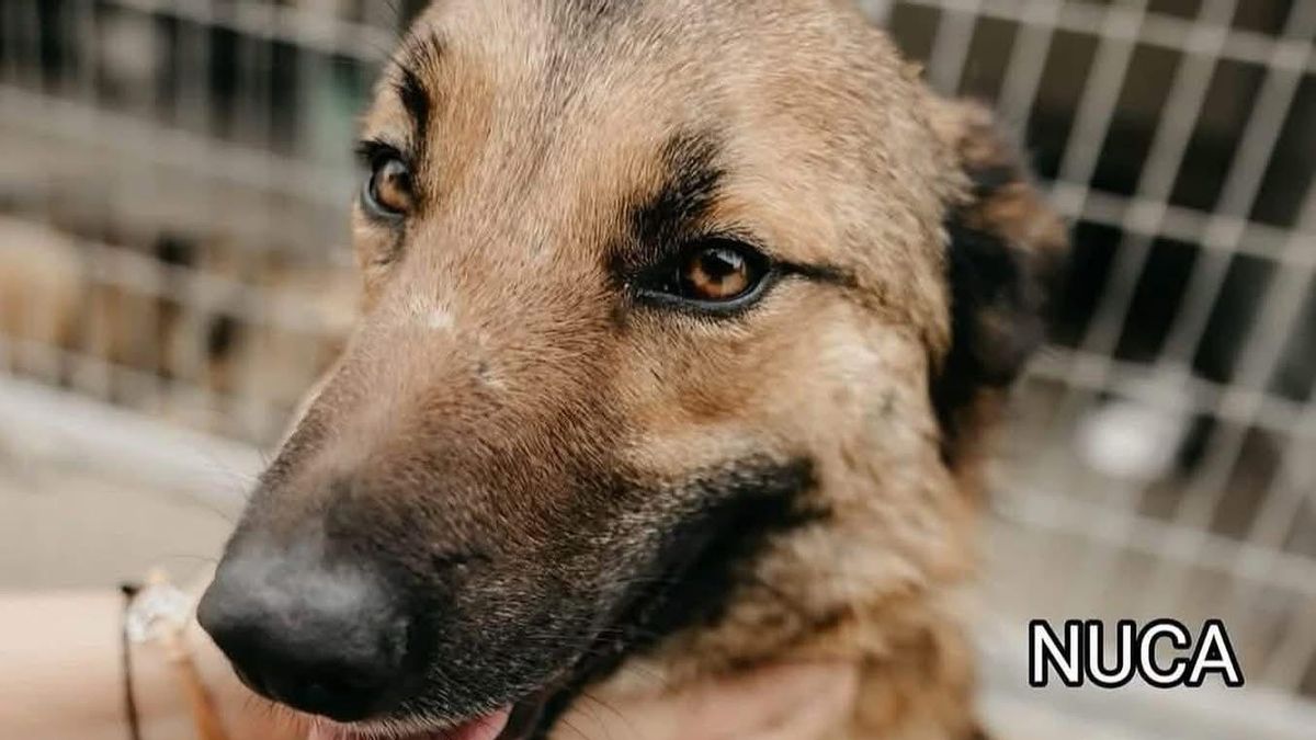 Nuca, perrita extraviada