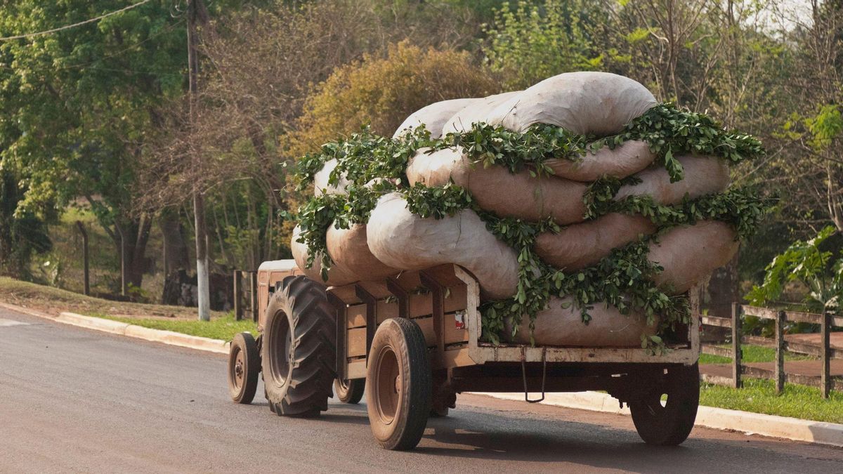 Un camión transporta bolsas con hojas de yerba mate en Misiones. Un estudio ha revelado que, en determinados escenarios de emisiones, es probable que el cambio climático reduzca las áreas cultivables en el país, mientras que hará que más áreas de Uruguay, el principal consumidor de esta planta, se vuelvan aptas para su cultivo.