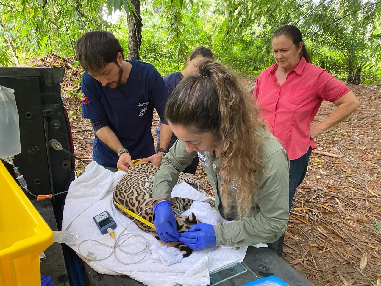 Un ocelote es atendido por el Hospital de Fauna Silvestre de la USFQ, en Ecuador. Foto: cortesía Becky Zug