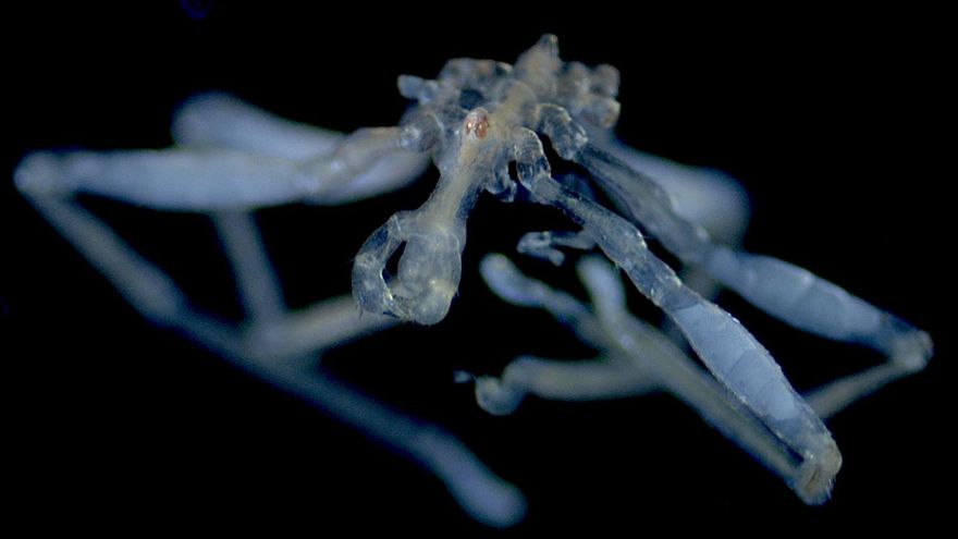 Una de las especies de araña encontradas. /Toler-Scott.