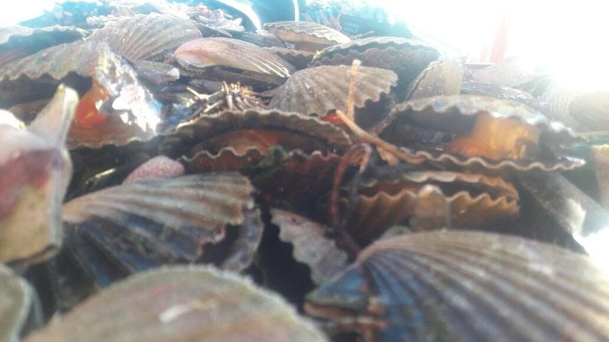 Las vieiras son mariscos bivalvos que tienen un caparazón con dos tapas en forma de abanico. Foto: cortesía Luis de Francesco
