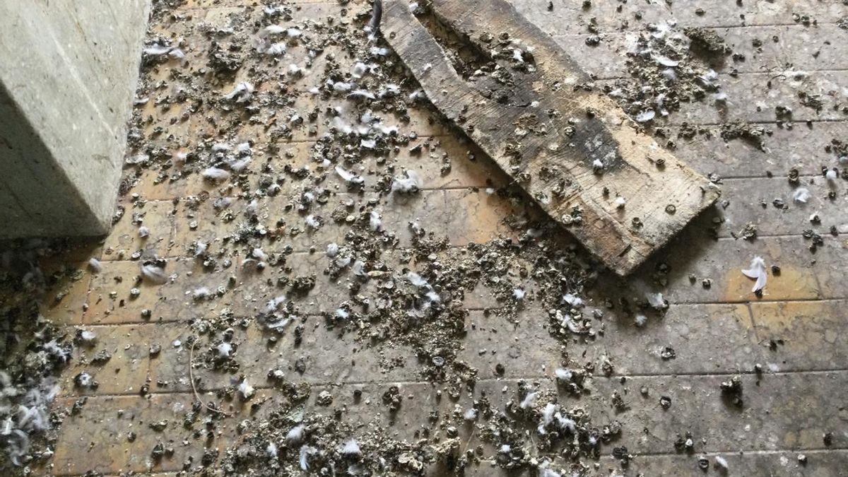 Efectos del paso de las palomas en el interior de Florida, 28, en Vitoria