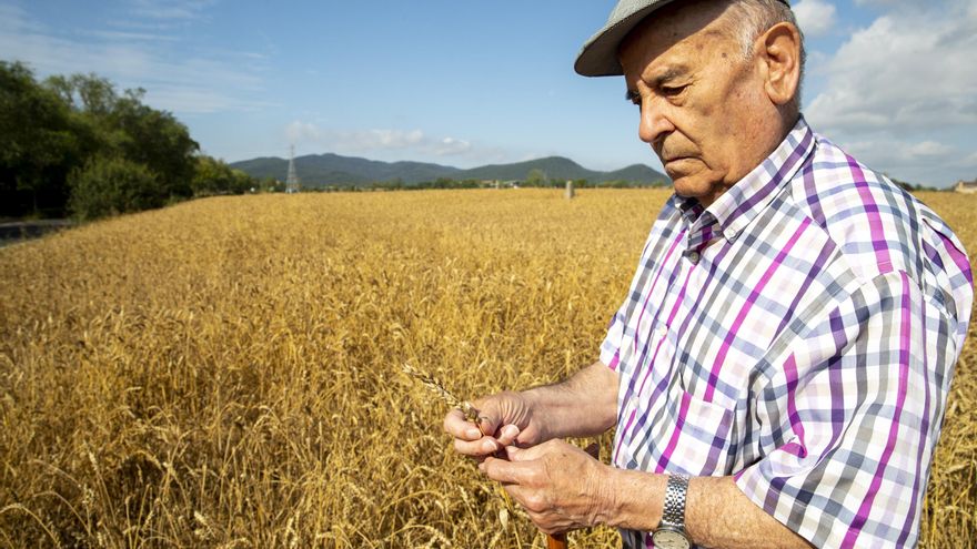 Un hombre observa los daños producidos en sus plantaciones