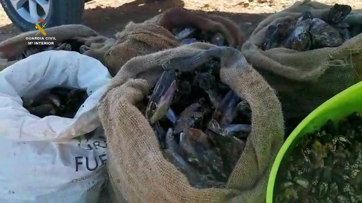 Mariscos incautados a estas personas en Fuerteventura