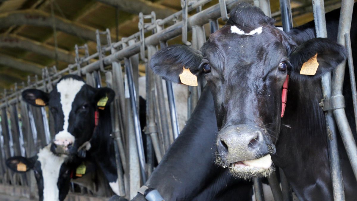 La fiebre de la IA dispara la demanda eléctrica y convierte el estiércol de vaca en una alternativa energética
