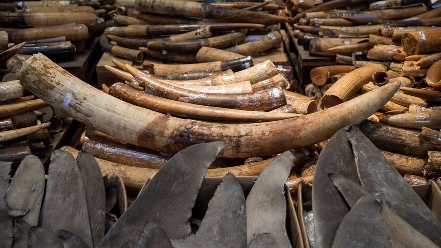 Las incautaciones de escamas de pangolín y marfil decayeron en 2020-2024, según informe