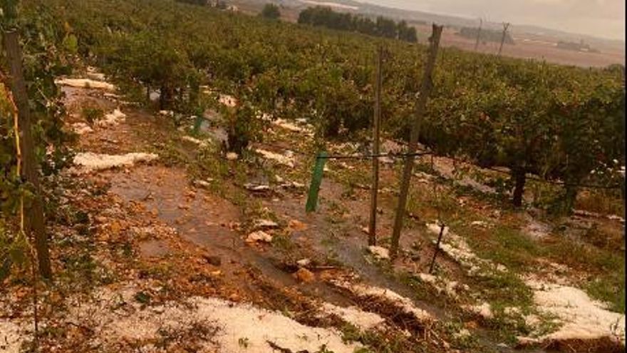 Daños en el viñedo de Castilla-La Mancha por la lluvia y el granizo en septiembre de 2023