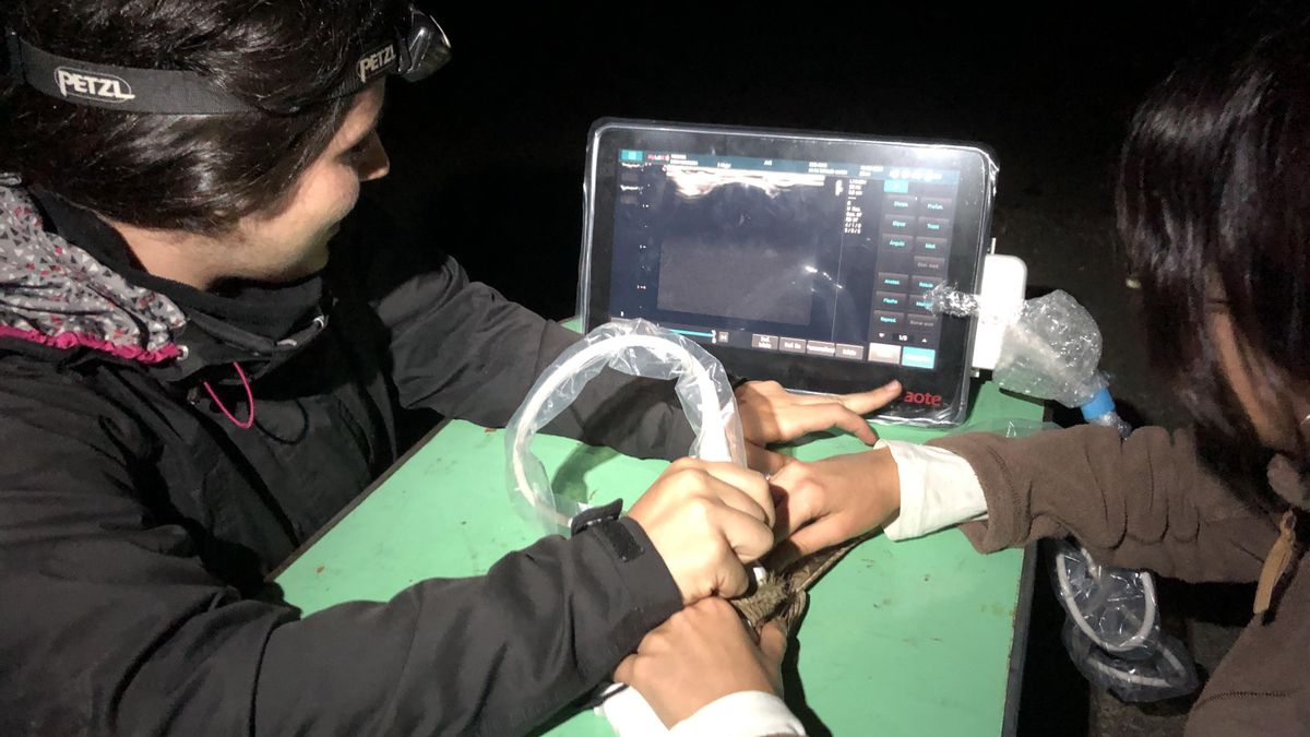 Investigadores aprovechando la noche para la toma de datos de un ejemplar.