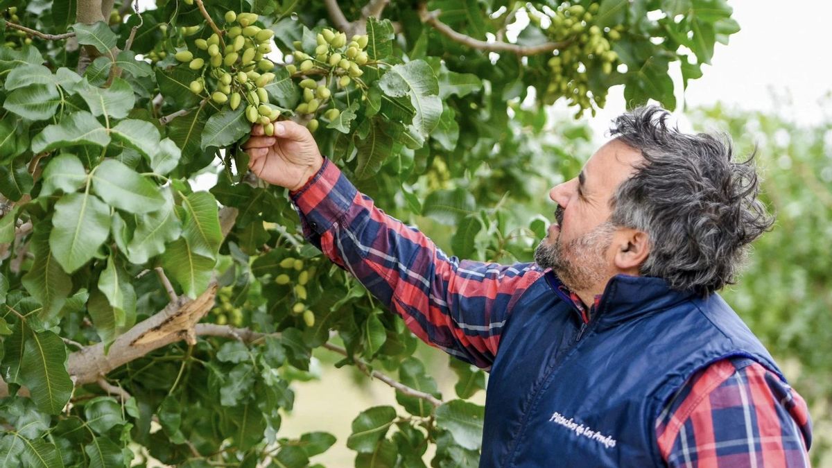 Pablo García, ingeniero agrónomo que gestiona la producción en la finca Pistachos de los Andes, muestra frutos verdes de pistacho en un árbol. Los árboles de pistacho tardan entre 8 y 10 años en madurar.