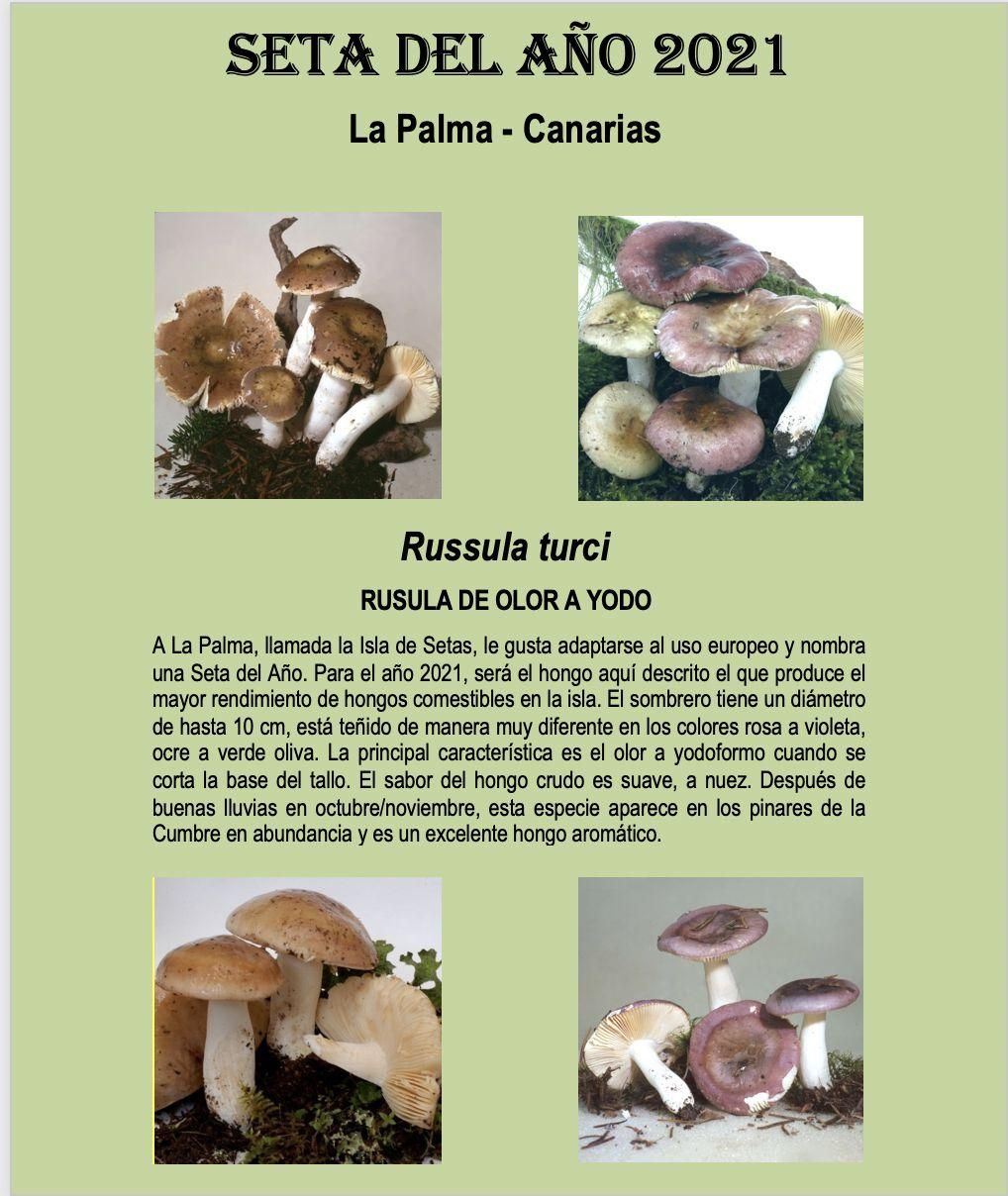 Cartel para la celebración de la 'Seta del Año 2021'