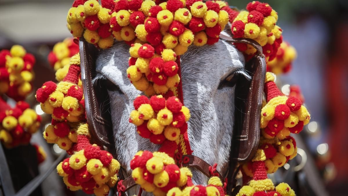 XI Exhibición de carruajes de tradición y llegada del estandarte de la Virgen de la Salud