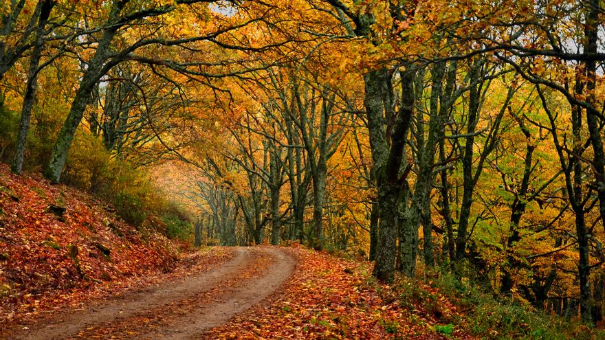 Inmersión otoñal: senderismo por los castañares más llamativos de España