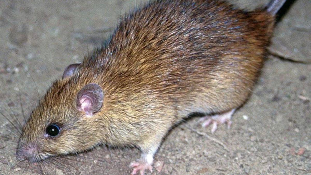 Una rata negra (Rattus rattus), también conocida como rata de casa, de techo o de barco