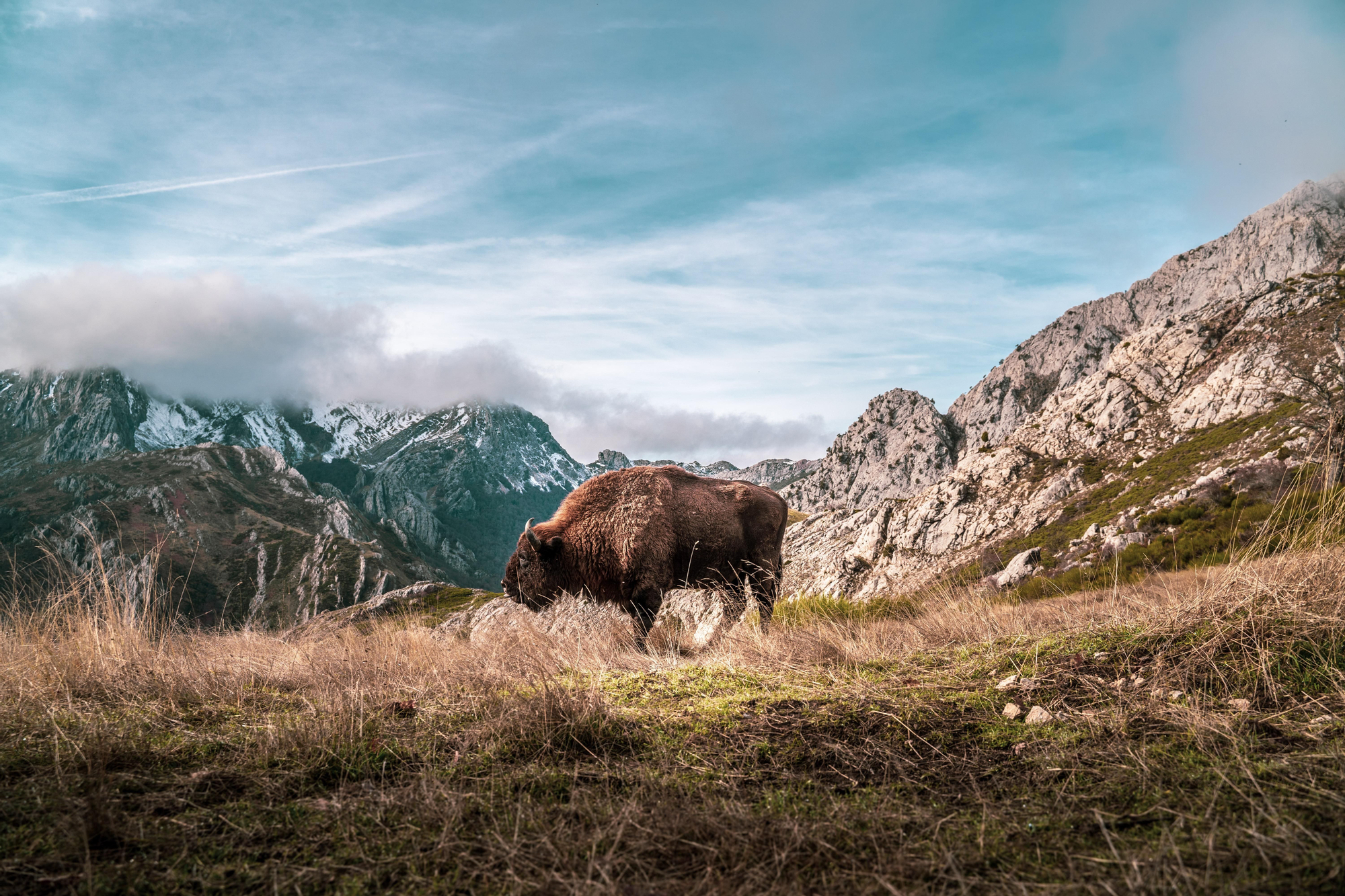 Bisontes.