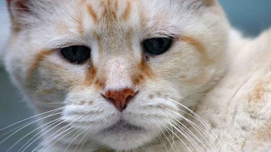 Cómo cuidar de tu gato cuando se hace mayor
