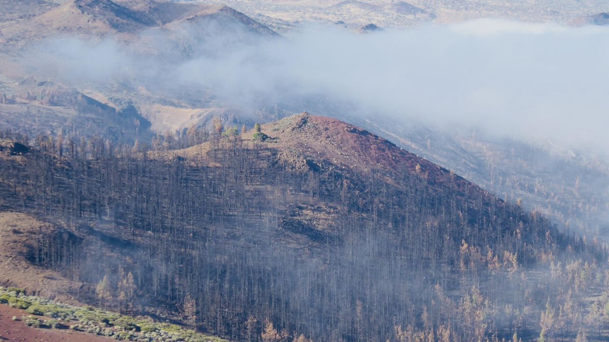 Campo de volcanes con vegetación arbórea muy dañada, junto a Izaña y en el eje longitudinal de Montaña Alta.